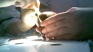 Tail docking. Купирование хвостика у щенка той-терьера.