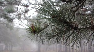 Евгений Косенков и Аня Кутенко