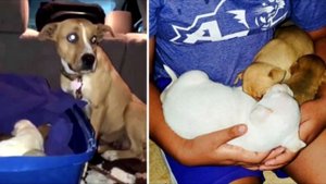 Собаку с ДЕВЯТЬЮ ЩЕНКАМИ выбросили из машины, а затем произошло что-то ШОКИРУЮЩЕЕ!