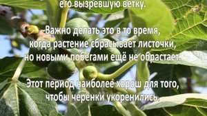 Выращивание инжир. Бизнес идея