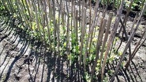 обзор огорода середина июня сибирь