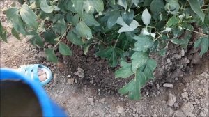 Уход за древовидным пионом после цветения