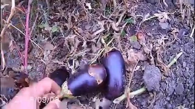 Брошенные корейские поля и наш электропастух. Кто загрязняет природу? смотреть онлайн