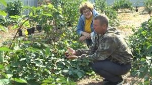 Дачные советы Галины Старосельцевой Сентябрь 01-2020