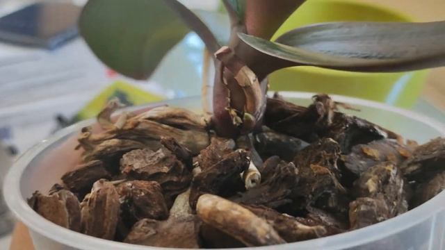 Как понять, что на орхидее новый цветонос? смотреть онлайн