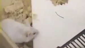 Мыши и пенопласт