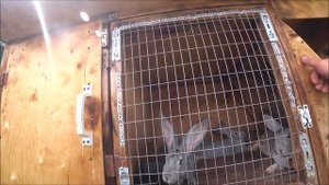 Мы на экскурсии. Большой курятник с летним и зимним выгулом