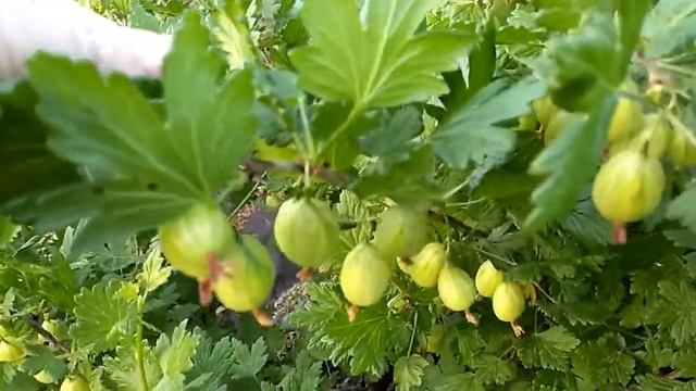 Урожай 2018. Ранние сорта крыжовника. Ч.1. смотреть онлайн