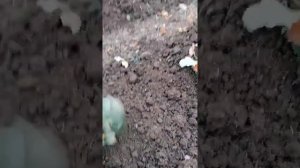 РАССАДА ФРИГО Как сделать фриго самому!!!!