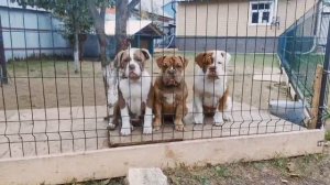 Староанглийский бульдог. Девочки в поиске дома