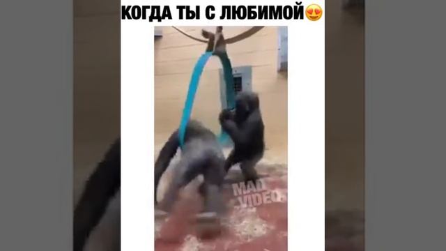 В БЕЛОМ ТАНЦЕ КРУЖИМСЯ