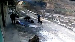 Дикий кабан напал на людей