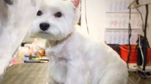 "Groomerie". Груминг, стрижка вест хайленд уайт терьера. Киев.