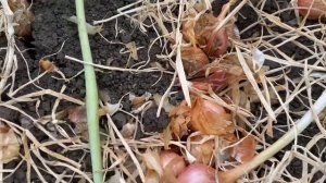 Размножение лука шалота семенами, 16 .07.2021