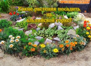 Какие растения посадить на альпийской горке
