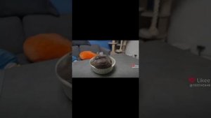 Смешные видео с животными приколы подборка с лайка 4 часть