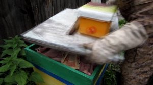 2 Часть  ПОДСАДКА ПЛОДНЫХ МАТОК В СЕНТЯБРЕ ЧЕРЕЗ КЛЕТОЧКУ ГАЙДАРА,ПРИЁМ 100%!!!???