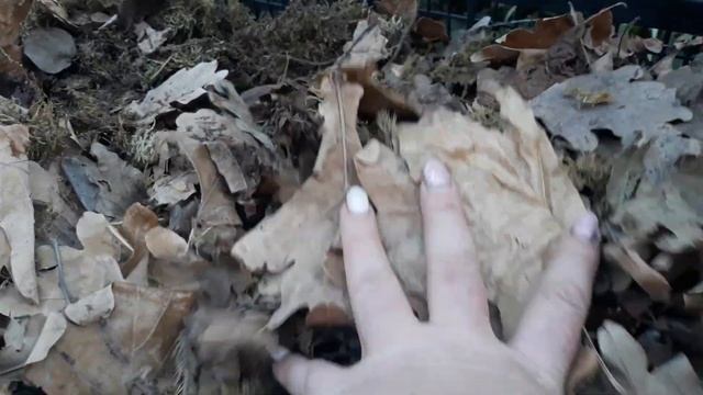 Укрытие крупнолистной гортензии на зиму. Природные материалы для укрытия гортензии ???