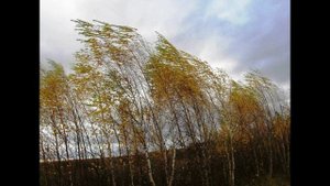 Ветер казачий походный бродячий