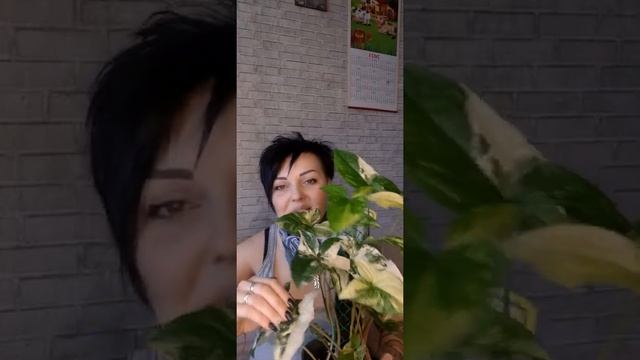 Болталка. Опора для цветов или "тотем" смотреть онлайн