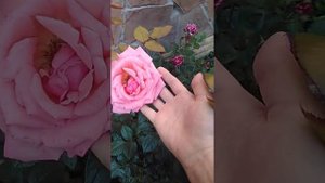 цветение юкки, розы Маниту, Бермуды, мисс пигги, дип перпл, дип импрешн и т.д.
