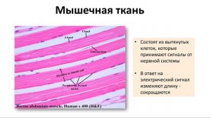 2. Ткани человека (8 класс) - биология, подготовка к ЕГЭ и ОГЭ 2019