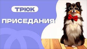 Как научить собаку приседаниям, конь и зайка, трюк приседы, физическое упражнение для собаки