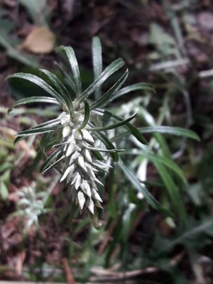 83. Сушеница лесная - Omalotheca sylvatica