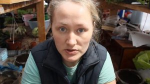 Дельфиниум Дельфина, Пеларгония Пинто Премиум F1 и Кампанула. Сеем семенами в феврале.