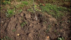 ОБЗОР ХУРМЫ В ОТКРЫТОМ ГРУНТЕ