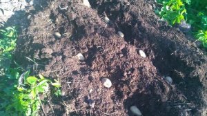 посадка картошки с длинными ростками.что вышло.