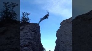 Грациозные прыжки горных козлов.