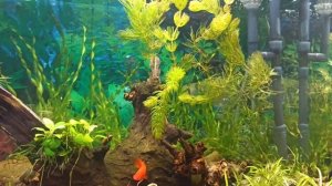 Аквариум с меченосцами и моллинезиями. Дебют на канале