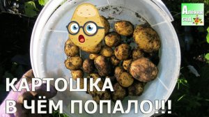 КАРТОШКА В ЧЁМ ПОПАЛО! Собираю урожай / Огород в контейнерах