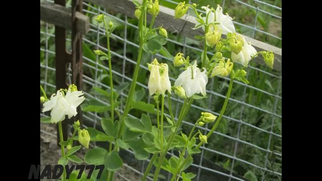 Рубрика" Новости с огорода" - мои цветы смотреть онлайн