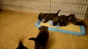 Керн терьера щенки. Москва.