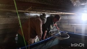 Взвешивание нашего осетра(толика)