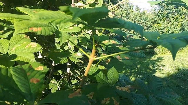 КАШТАН обыкновенный или конский! Не поверете, но ему более 30 лет! смотреть онлайн