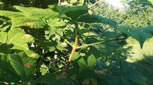 КАШТАН обыкновенный или конский! Не поверете, но ему более 30 лет!