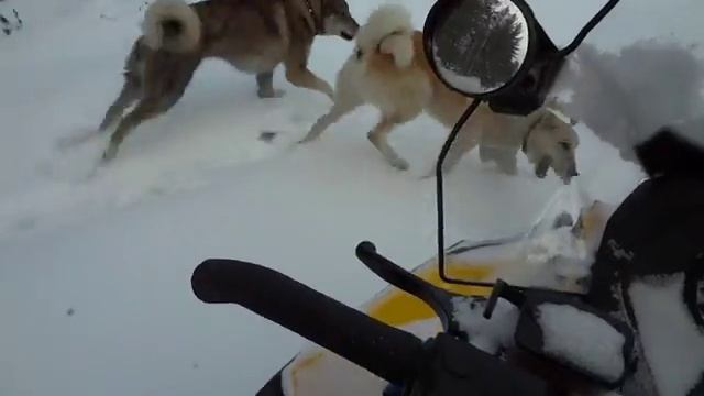 BRP Ski-Doo Skandic SWT 600 ACE против русской лайки смотреть онлайн