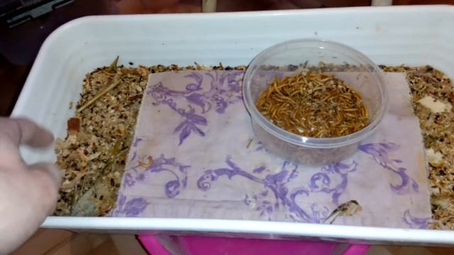 Червь Мучной часть 2. смотреть онлайн