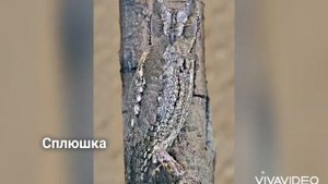 Птицы Красной книги Донецкой Народной Республики ч.2