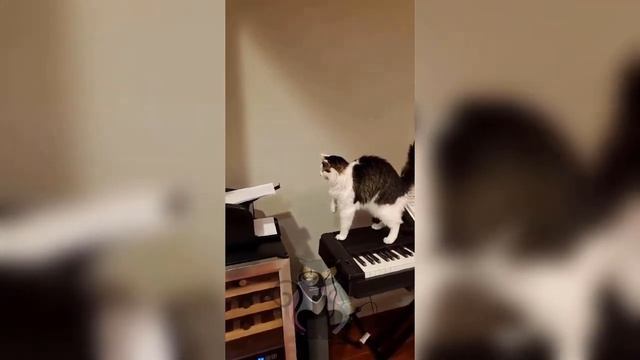 Котомания или забавные видео с котами.mp4