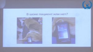 А.Н. Мальцева в УЦ «Зоовет» | Алгоритм подхода к пациенту в шоке | ч. 1/3