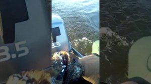 Обкатка лодочного мотора микатсу 3,5