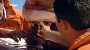 Чем у большой белой акулы (Carcharodon carcharias) похожи и отличаются зубы и кожа ?