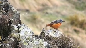 Пестрый каменный дрозд - Monticola saxatilis.mp4