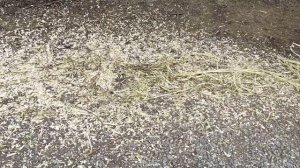 щепорез барабанный своими руками!!!