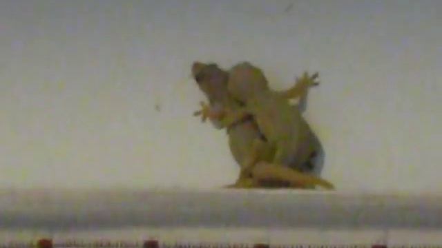 Размножение ящериц на Самуи смотреть онлайн