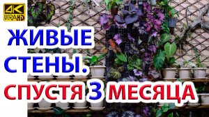 Живые стены зимнего сада 3 месяца спустя